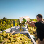 Slavnosti vinobraní, to je burčák, historické průvody i kroje. Ale i husičky či dýně