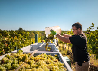 Slavnosti vinobraní, to je burčák, historické průvody i kroje. Ale i husičky či dýně