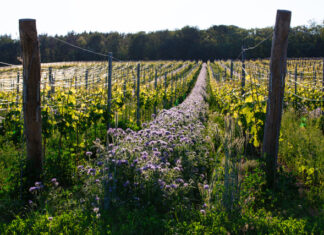 VINICE JAKO ŠPERK. Soutěž Vinařství roku 2025 ocení nově i péči o krajinu