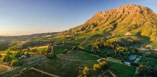 SVĚTOVÁ PRODUKCE VÍNA 2025 mírně vzrostla. Podobu sklizně znovu ovlivnily klimatické výkyvy Vinice v dramatické krajině regionu Stellenbosch v JAR