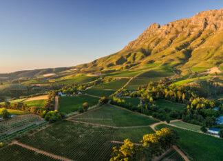 SVĚTOVÁ PRODUKCE VÍNA 2025 mírně vzrostla. Podobu sklizně znovu ovlivnily klimatické výkyvy Vinice v dramatické krajině regionu Stellenbosch v JAR