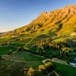 SVĚTOVÁ PRODUKCE VÍNA 2025 mírně vzrostla. Podobu sklizně znovu ovlivnily klimatické výkyvy Jihoafrický region Stellenbosch a vinařská krajina kolem vinařství Thelema