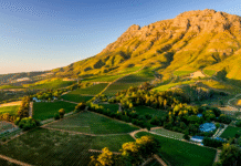 SVĚTOVÁ PRODUKCE VÍNA 2025 mírně vzrostla. Podobu sklizně znovu ovlivnily klimatické výkyvy Jihoafrický region Stellenbosch a vinařská krajina kolem vinařství Thelema