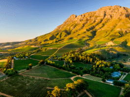 SVĚTOVÁ PRODUKCE VÍNA 2025 mírně vzrostla. Podobu sklizně znovu ovlivnily klimatické výkyvy Jihoafrický region Stellenbosch a vinařská krajina kolem vinařství Thelema