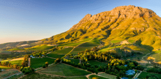 SVĚTOVÁ PRODUKCE VÍNA 2025 mírně vzrostla. Podobu sklizně znovu ovlivnily klimatické výkyvy Jihoafrický region Stellenbosch a vinařská krajina kolem vinařství Thelema