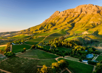 SVĚTOVÁ PRODUKCE VÍNA 2025 mírně vzrostla. Podobu sklizně znovu ovlivnily klimatické výkyvy Jihoafrický region Stellenbosch a vinařská krajina kolem vinařství Thelema