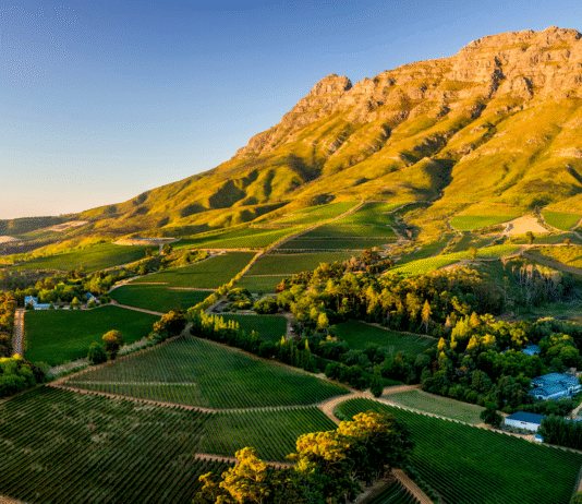 SVĚTOVÁ PRODUKCE VÍNA 2025 mírně vzrostla. Podobu sklizně znovu ovlivnily klimatické výkyvy Jihoafrický region Stellenbosch a vinařská krajina kolem vinařství Thelema
