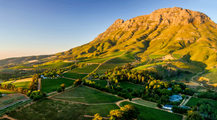 SVĚTOVÁ PRODUKCE VÍNA 2025 mírně vzrostla. Podobu sklizně znovu ovlivnily klimatické výkyvy Jihoafrický region Stellenbosch a vinařská krajina kolem vinařství Thelema