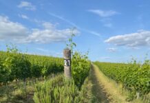 Šest adeptů na novou Cenu Vinatura. Vinařství roku 2025 ocení nejepší ekologické projekty