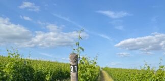 Šest adeptů na novou Cenu Vinatura. Vinařství roku 2025 ocení nejepší ekologické projekty