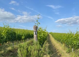 Šest adeptů na novou Cenu Vinatura. Vinařství roku 2025 ocení nejepší ekologické projekty