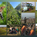 SILNÁ ŠESTKA. Vinařství roku 2025 jde do finále. Vítěze budeme znát v únoru