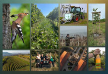 SILNÁ ŠESTKA. Vinařství roku 2025 jde do finále. Vítěze budeme znát v únoru