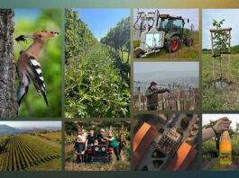 SILNÁ ŠESTKA. Vinařství roku 2025 jde do finále. Vítěze budeme znát v únoru