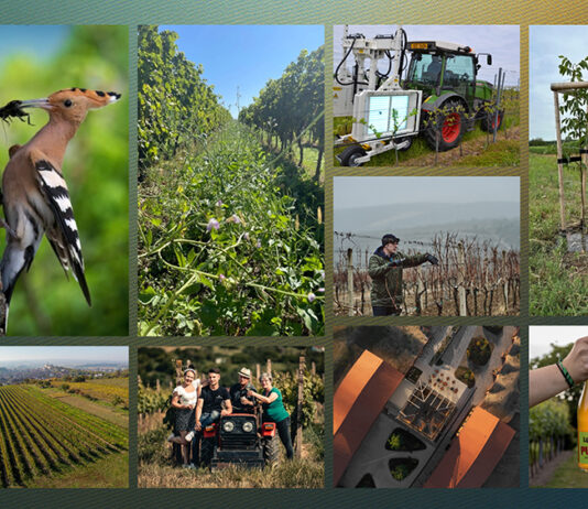 SILNÁ ŠESTKA. Vinařství roku 2025 jde do finále. Vítěze budeme znát v únoru